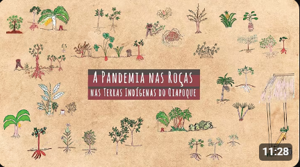 Série Pandemia nas Roças: Os quatro povos do Oiapoque