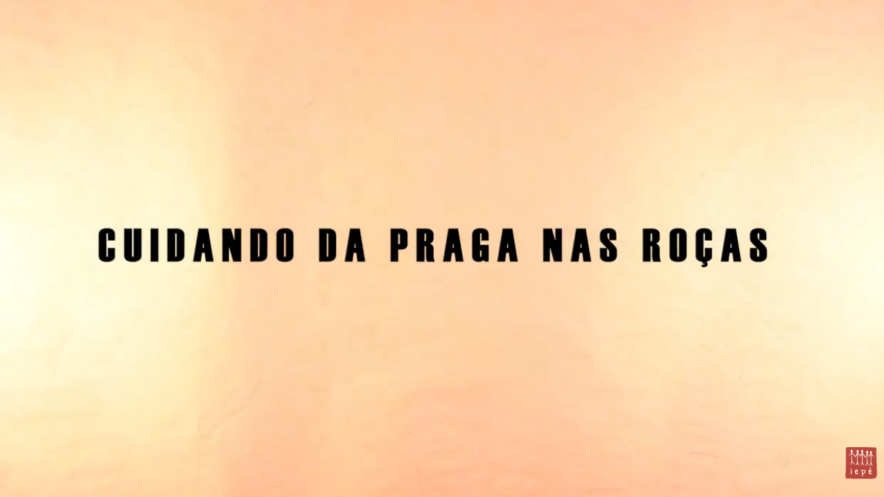Cuidando da praga nas roças - português